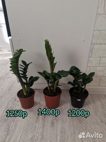 Замиокулькасы Равен,Зензи, Замиелистный