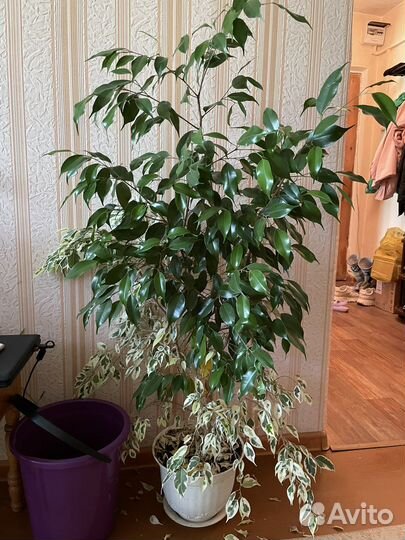 Цветы комнатные