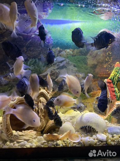 Аквариумные рыбки цихлиды