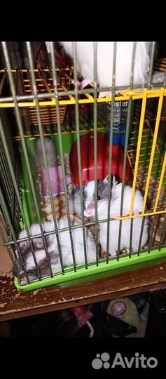 Сирийские хомячки