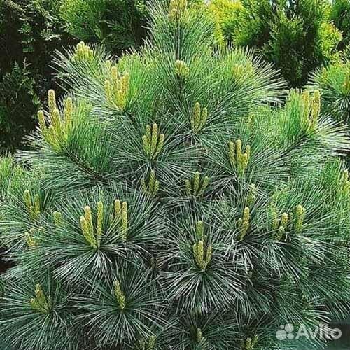 Сосны сортовые