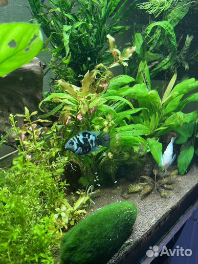 Сапфировый попугай