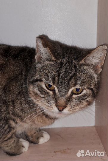 Мотильда ищет дом