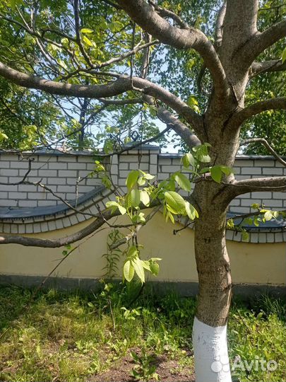 Грецкий орех саженцы