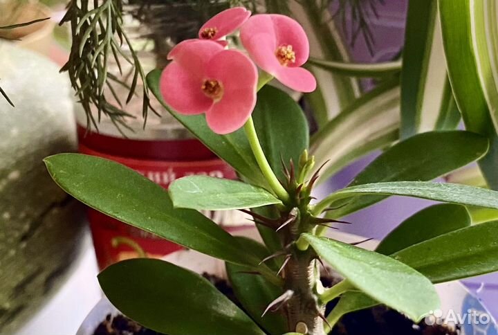 Молочай миля