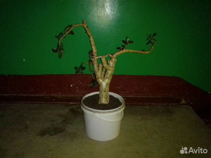 Денежное дерево под