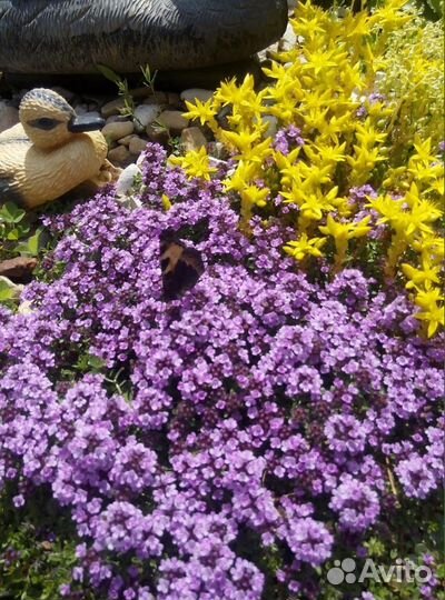 Растения для альпийской горки