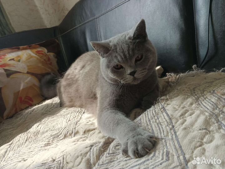 Британская