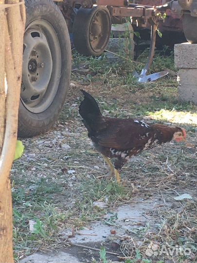 Петушки карликовые