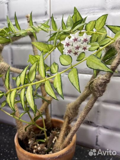 Хойя белла вариегатная