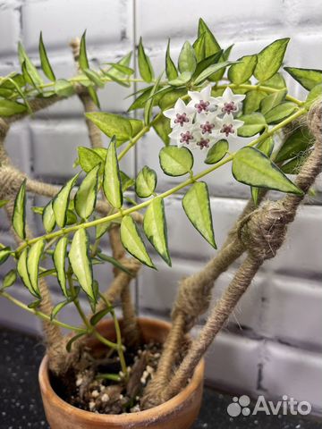 Хойя белла вариегатная