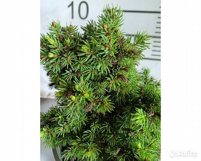 Ель канадская Alberta Globe