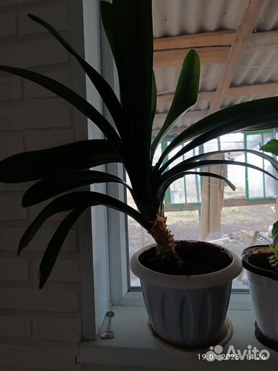 Комнатные цветы кливия