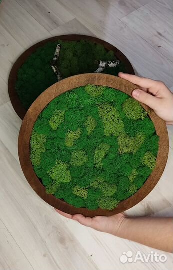 Фито картина мох