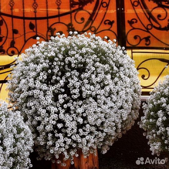 Рассада летников оптом и в розницу