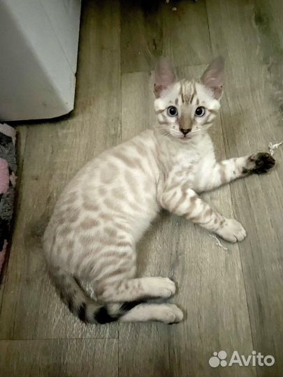Бенгальский котик