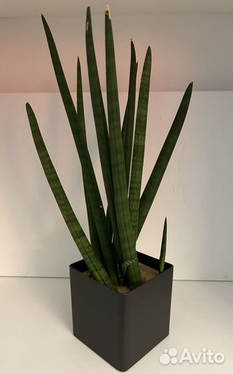 Сансевиерия цилиндрика