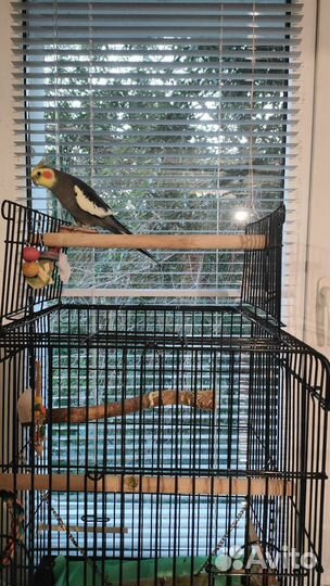 Попугай корелла с клеткой