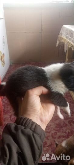 Продажа собак щенков