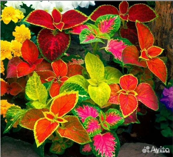 Семена ярких колеусов