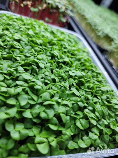 Микрозелень