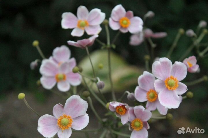 Многолетники