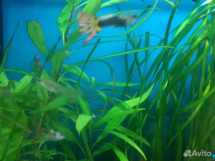 Рыбки гуппи