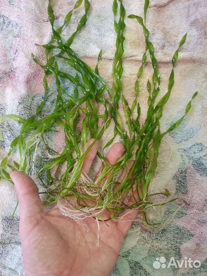 Аквариумная прополка