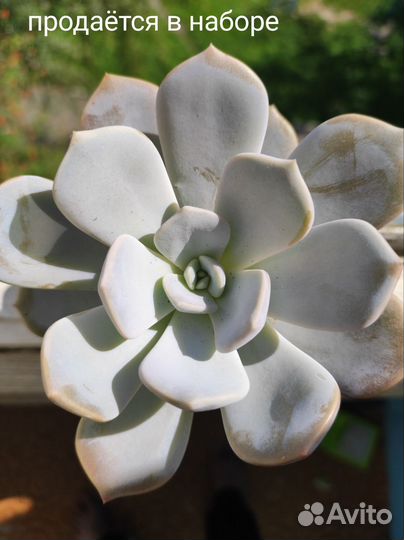 Суккуленты