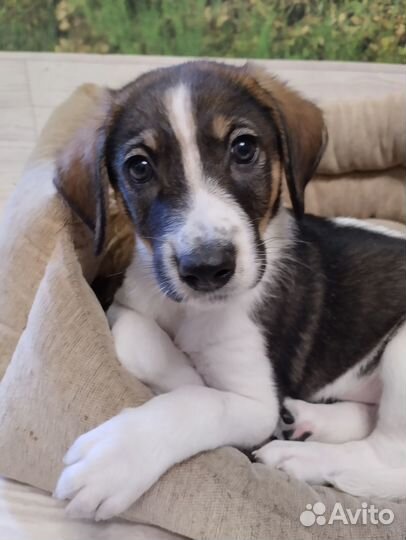 Щенок в добрые руки средней собачки