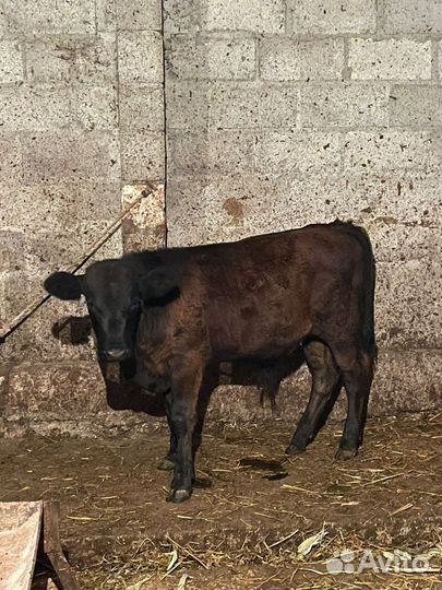 Абердин ангус бычки