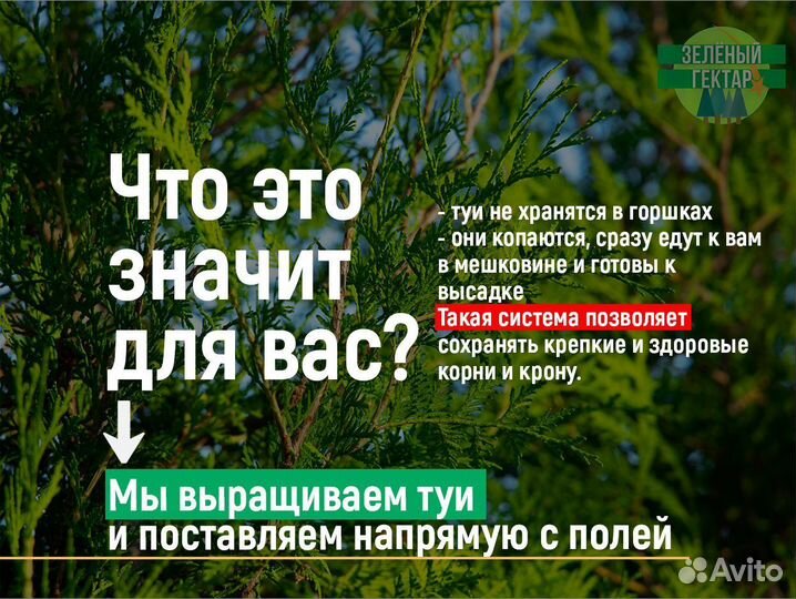 Туи смарагд 80 см свежая копка 2023