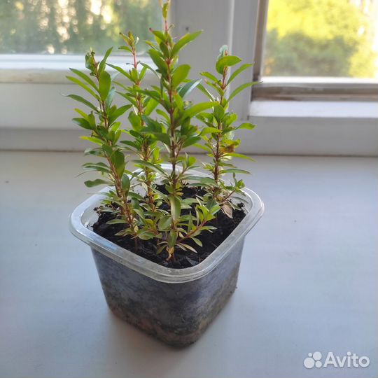 Гранат комнатный