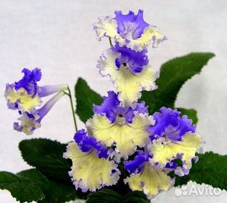 Стрептокарпусы сортовые, кустики