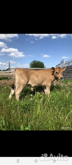 Бычок джерси