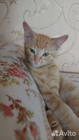 Рыжий котенок в дар 2,5 месяца мальчик