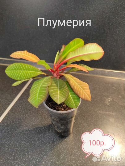 Комнатные цветы