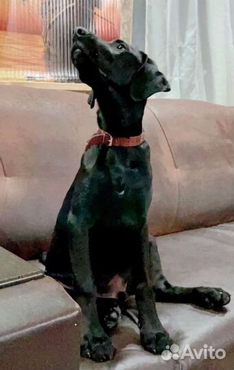 Щенок курцхаара в добрые руки