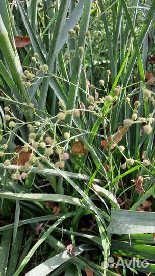 Гигантскийуличный Вечнозел. Эрингиум агаволистный