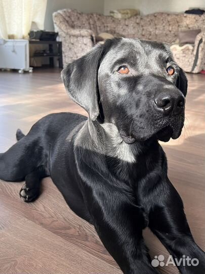 Собака только в самые добрые и заботливые руки