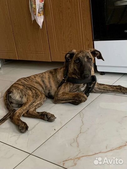 Ищет дом щенок(девочка)