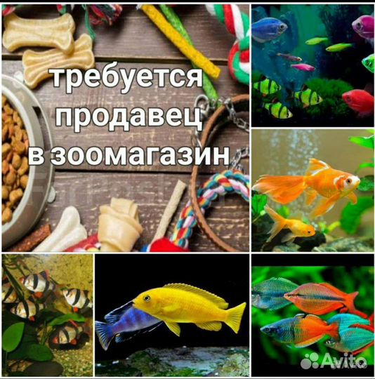 Продавец в зоомагазин/аквариумист