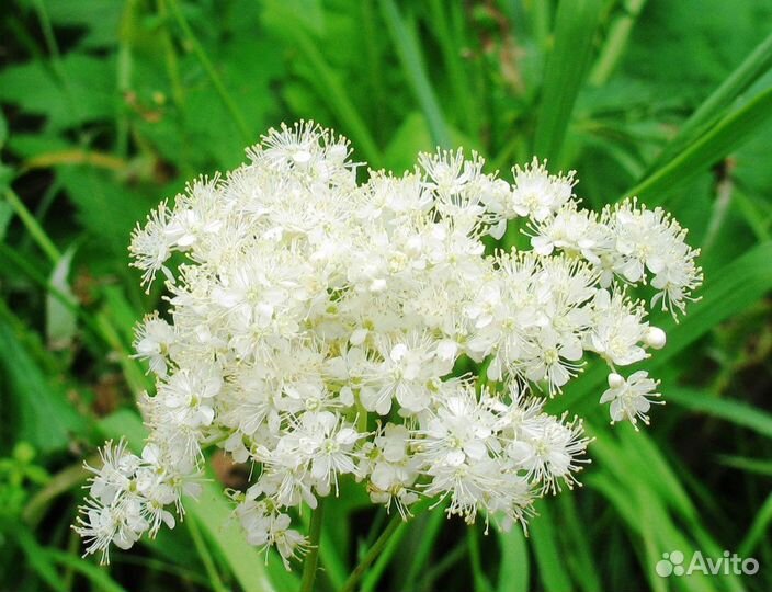 Белоголовник 100г