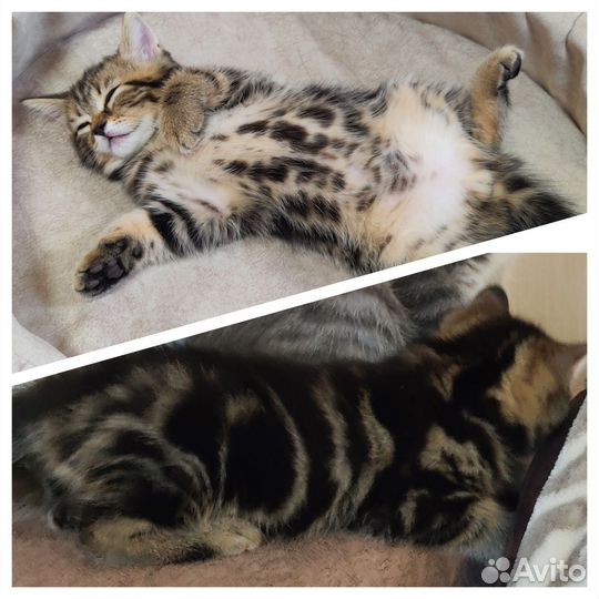 Шотландские котята
