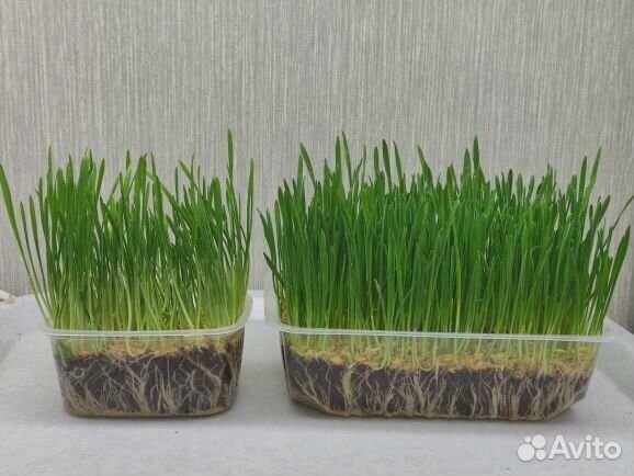 Трава для животных