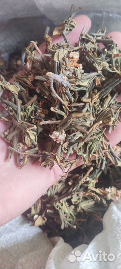 Саган дайля, саган дали