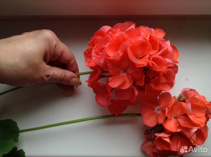 Пеларгония герань оранжевая