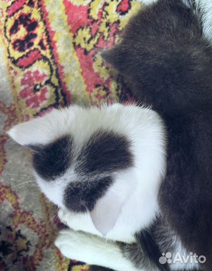 Домашние животные бесплатно кошки