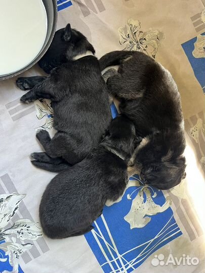 Щенки немецкой овчарки