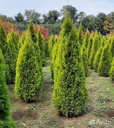 Туя западная Голд Смарагд 150-200см